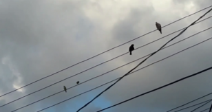 Distanciamentos Dogmáticos