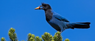 A Guardiã das Araucárias